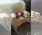 Small Photo #9 Labrador Retriever-Unknown Mix Puppy For Sale in Doylestown, PA, USA