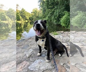 Rocky *foster needed* - Male American Staffordshire Terrier Dog for Adoption - Photo #4