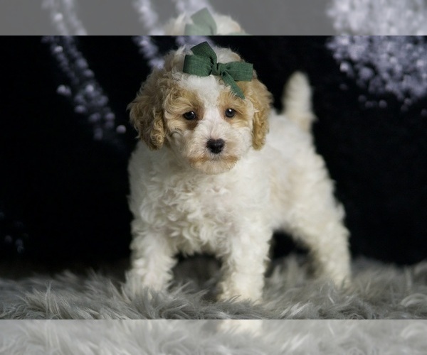 Medium Photo #5 Maltipoo Puppy For Sale in WARSAW, IN, USA