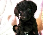 Puppy 3 Aussiedoodle-Goldendoodle Mix