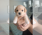Puppy Puppy 4 Poodle (Toy)