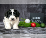 Puppy Lexi Aussiedoodle Miniature 