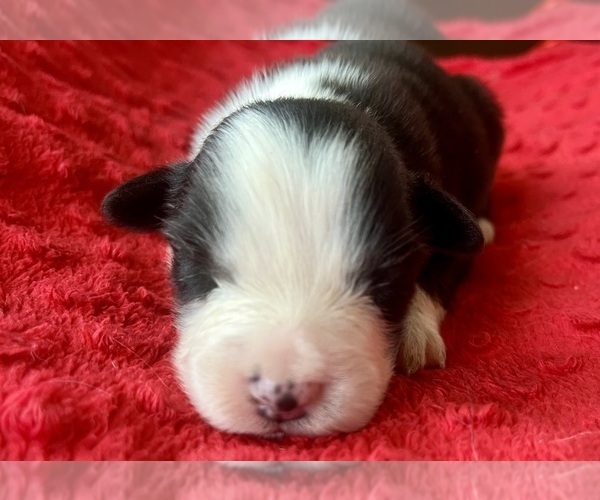 Medium Photo #4 Australian Shepherd Puppy For Sale in LODA, IL, USA
