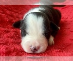 Small #3 Australian Shepherd