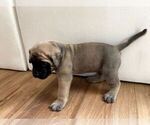 Small #9 Mastiff