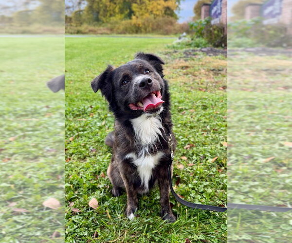 Medium Photo #1 Australian Shepherd-Collie Mix Puppy For Sale in Gloversville, NY, USA