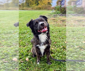 Australian Shepherd-Collie Mix Dogs for adoption in Gloversville, NY, USA