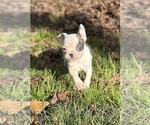 Small Photo #8 Boston Terrier Puppy For Sale in NEWBURY, MA, USA
