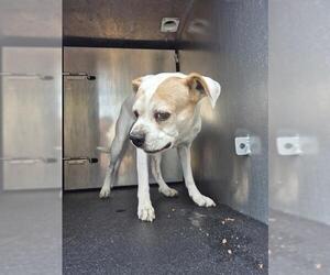 Mutt Dogs for adoption in San Antonio, TX, USA