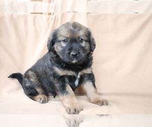Akita-Rottweiler Mix Puppy for sale in SHILOH, OH, USA
