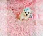 Small #2 Maltese