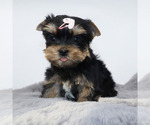 Small #2 Yorkshire Terrier