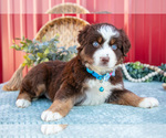 Small #1 Miniature Australian Shepherd