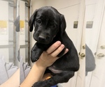 Small Photo #8 Labrador Retriever Puppy For Sale in WOODBURN, IN, USA