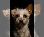 Small #1 Maltese Mix