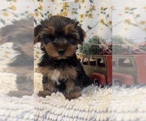 Yorkshire Terrier Puppy for sale in BEECH GROVE, IN, USA