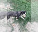 Small #1 Mutt