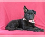 Small Photo #4 German Shepherd Dog Puppy For Sale in OXFORD, PA, USA