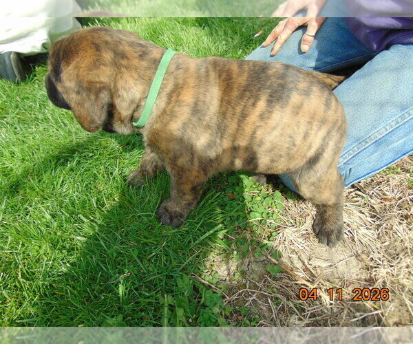 Medium Photo #1 Mastiff Puppy For Sale in ANDREWS, IN, USA