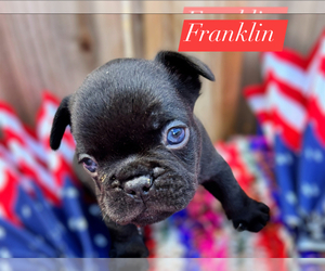 French Bulldog Puppy for sale in WYTHEVILLE, VA, USA