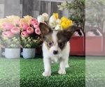 Small #4 Papillon