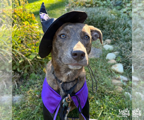 Medium Photo #14 Boxer-Unknown Mix Puppy For Sale in Washington, DC, USA