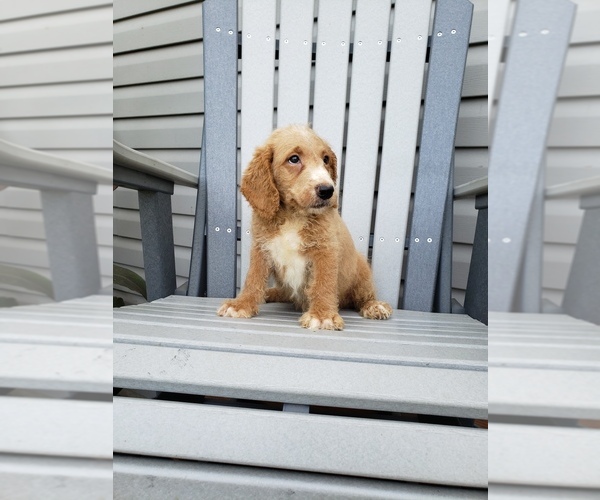 Medium Photo #2 Labradoodle Puppy For Sale in EDINA, MO, USA