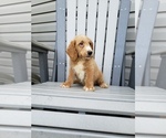 Small Photo #2 Labradoodle Puppy For Sale in EDINA, MO, USA