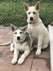 Father of the German Shepherd Dog-Siberian Husky Mix puppies born on 05/25/2017