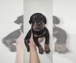 Puppy Pink collar Doberman Pinscher