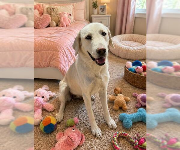 Medium Photo #1 Great Pyrenees Puppy For Sale in Globe, AZ, USA