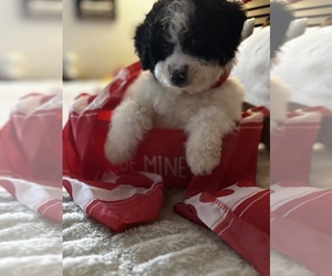 Bernedoodle (Miniature) Puppy for sale in CHICAGO HEIGHTS, IL, USA