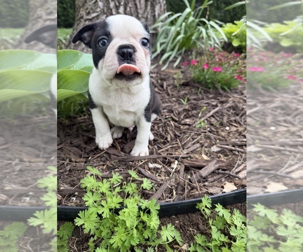 Medium Photo #3 Boston Terrier Puppy For Sale in FREDONIA, KS, USA