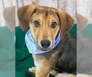 Mutt Dogs for adoption in Kennesaw, GA, USA