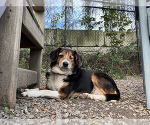 Beagle-Unknown Mix Dogs for adoption in Elmsford, NY, USA