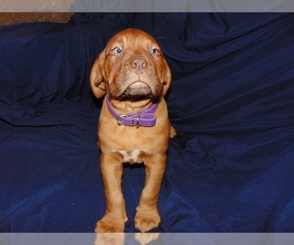 Medium Photo #2 Dogue de Bordeaux Puppy For Sale in BUFFALO, MO, USA