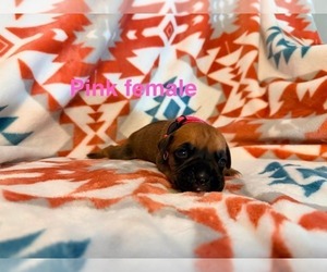 Litter of 5 - Male(s) and Female(s) BoxerLitter of Puppies for Sale