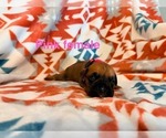 Litter of 5 - Male(s) and Female(s) BoxerLitter of Puppies for Sale - Small photo
