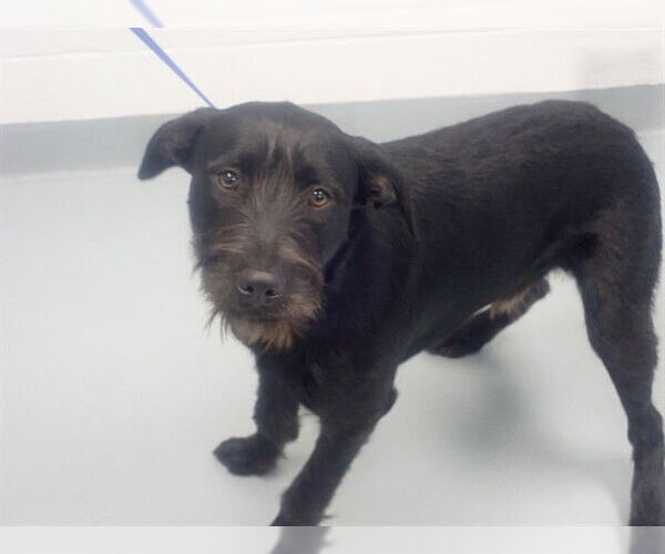 Medium Photo #1 Mutt Puppy For Sale in St. Cloud, FL, USA