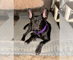 Small Photo #8 Mutt Puppy For Sale in Holly Springs, NC, USA