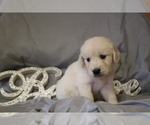 Small Photo #8 Golden Retriever Puppy For Sale in WENDELL, NC, USA