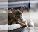 Puppy 2 French Bulldog