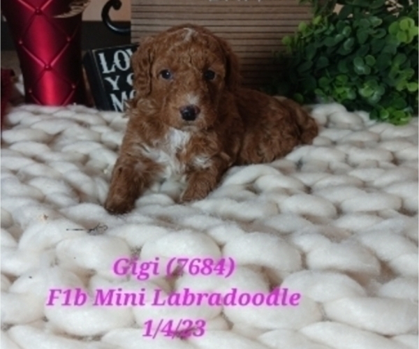 Medium Photo #1 Miniature Labradoodle Puppy For Sale in SHIPSHEWANA, IN, USA
