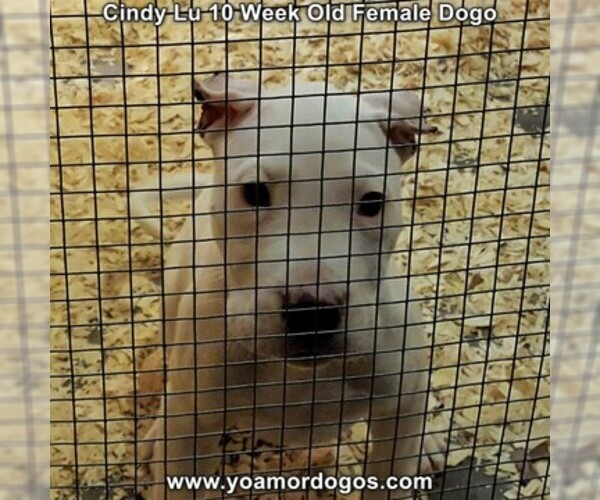 Medium Photo #89 Dogo Argentino Puppy For Sale in PINEVILLE, MO, USA