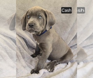 Cane Corso Puppy for sale in MINERAL WELLS, WV, USA