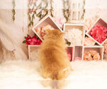Small Photo #5 Pomeranian Puppy For Sale in WARSAW, IN, USA