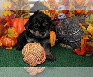 YorkiePoo Puppy for sale in CASSVILLE, MO, USA