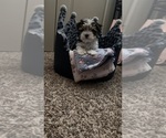 Small #5 Yorkshire Terrier