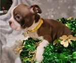 Small Photo #1 Boston Terrier Puppy For Sale in SALINA, KS, USA