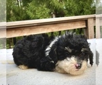 Small Photo #10 Sheepadoodle Puppy For Sale in CHATHAM, PA, USA